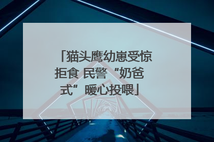 猫头鹰幼崽受惊拒食 民警“奶爸式”暖心投喂