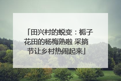 田兴村的蜕变：栀子花田的杨梅熟啦 采摘节让乡村热闹起来