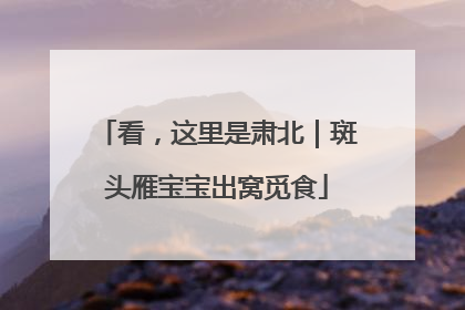 看，这里是肃北｜斑头雁宝宝出窝觅食