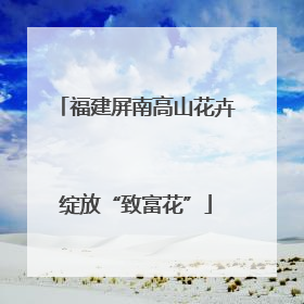 福建屏南高山花卉绽放“致富花”