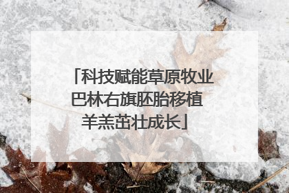 科技赋能草原牧业 巴林右旗胚胎移植羊羔茁壮成长