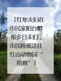红隼夫妇在市民家阳台孵蛋多日未归，市民将蛋送往红山动物园“抢救”