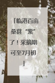 临港百亩桑葚“紫”了！采摘期可至7月初