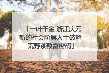 一叶千金 浙江庆元新的社会阶层人士破解荒野茶致富密码