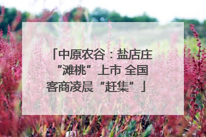 中原农谷：盐店庄“滩桃”上市 全国客商凌晨“赶集”