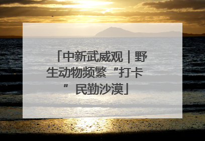 中新武威观｜野生动物频繁“打卡”民勤沙漠