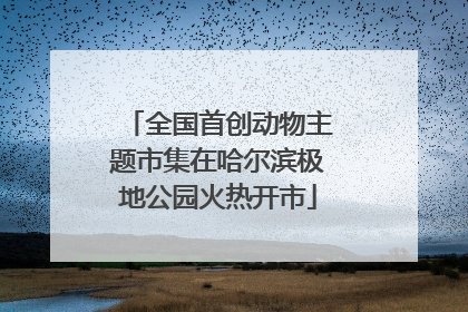 全国首创动物主题市集在哈尔滨极地公园火热开市