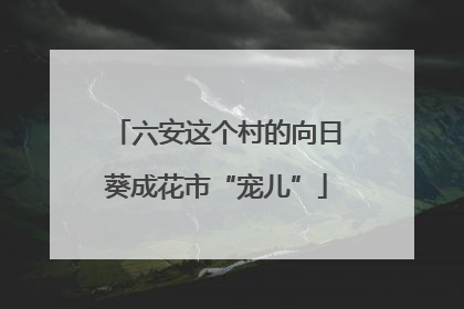 六安这个村的向日葵成花市“宠儿”
