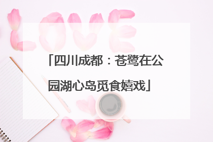 四川成都：苍鹭在公园湖心岛觅食嬉戏