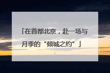 在首都北京，赴一场与月季的“倾城之约”