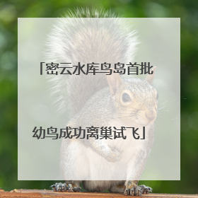 密云水库鸟岛首批幼鸟成功离巢试飞