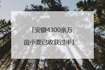安徽4300余万亩小麦已收获过半