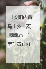 安阳内黄马上乡：麦穗飘香 “丰”景正好