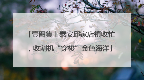 壹图集丨泰安邱家店镇收忙，收割机“穿梭”金色海洋