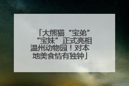 大熊猫“宝弟”“宝妹”正式亮相温州动物园！对本地美食情有独钟