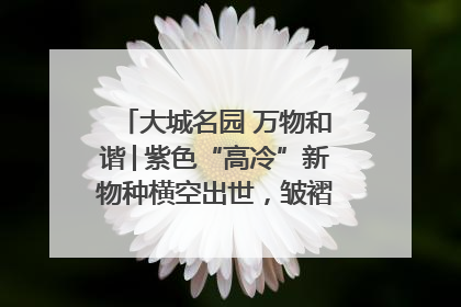 大城名园 万物和谐│紫色“高冷”新物种横空出世，皱褶叶片暗藏进化密码