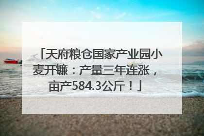 天府粮仓国家产业园小麦开镰：产量三年连涨，亩产584.3公斤！