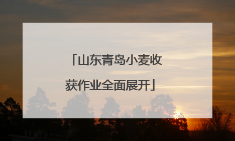 山东青岛小麦收获作业全面展开