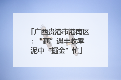 广西贵港市港南区：“藕”遇丰收季 泥中“掘金”忙