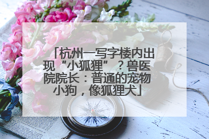 杭州一写字楼内出现“小狐狸”？兽医院院长：普通的宠物小狗，像狐狸犬