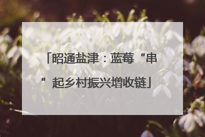 昭通盐津：蓝莓“串”起乡村振兴增收链