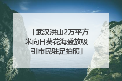 武汉洪山2万平方米向日葵花海盛放吸引市民驻足拍照