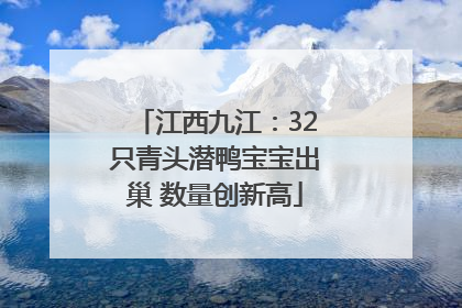 江西九江：32只青头潜鸭宝宝出巢 数量创新高