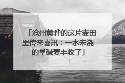 沧州黄骅的这片麦田里传来喜讯：一水未浇的旱碱麦丰收了