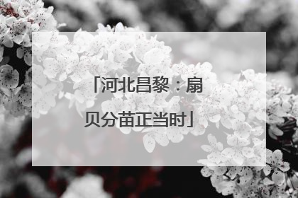河北昌黎：扇贝分苗正当时