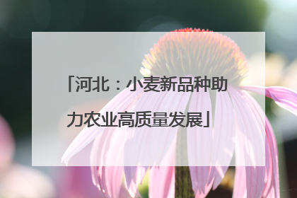 河北：小麦新品种助力农业高质量发展