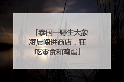 泰国一野生大象凌晨闯进商店，狂吃零食和鸡蛋