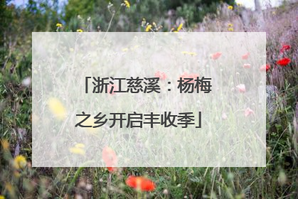 浙江慈溪：杨梅之乡开启丰收季