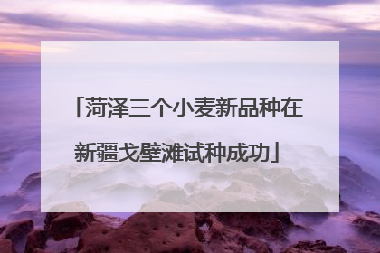菏泽三个小麦新品种在新疆戈壁滩试种成功