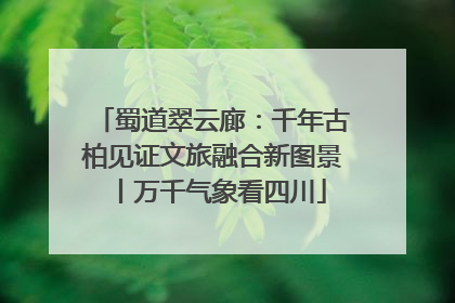 蜀道翠云廊：千年古柏见证文旅融合新图景丨万千气象看四川