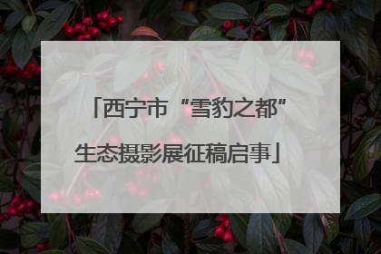 西宁市“雪豹之都”生态摄影展征稿启事