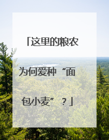 这里的粮农为何爱种“面包小麦”？