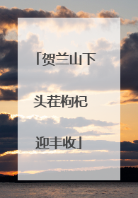 贺兰山下 头茬枸杞迎丰收
