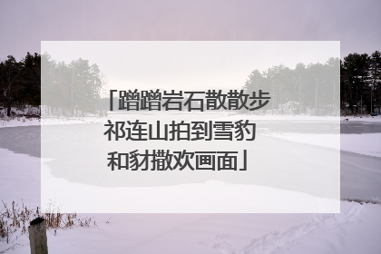 蹭蹭岩石散散步 祁连山拍到雪豹和豺撒欢画面