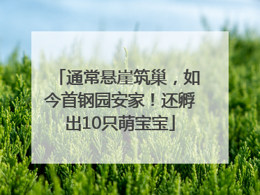 通常悬崖筑巢，如今首钢园安家！还孵出10只萌宝宝