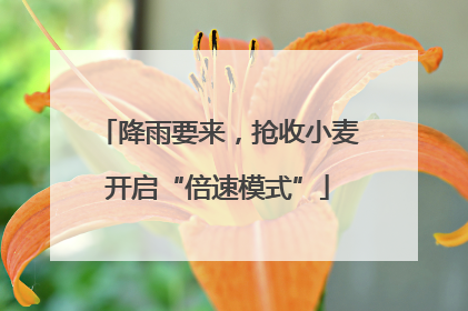 降雨要来，抢收小麦开启“倍速模式”