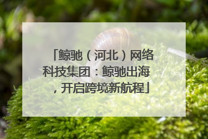 鲸驰（河北）网络科技集团：鲸驰出海，开启跨境新航程